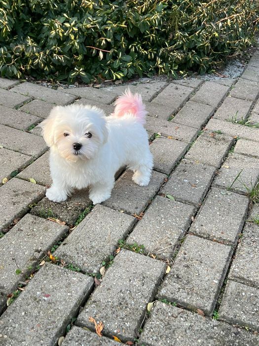 Suczka suka maltańczyk szczeniak z rodowodem