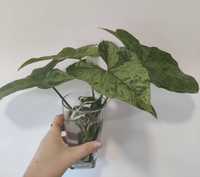 Syngonium mojito (fresh cuttings)