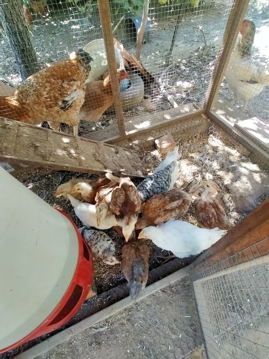 Vendo 7 pintos alimentados com alimentação biológica