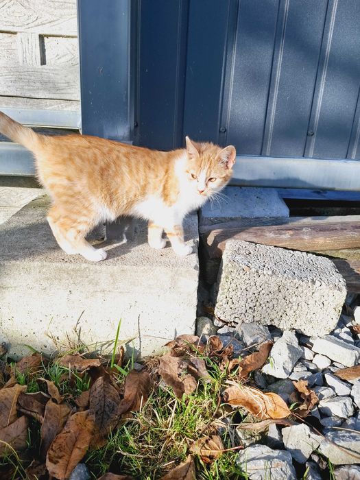 Oddam w dobre ręce , piękne kotki