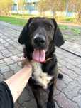 Lola suczka do adopcji Kalisz Poznan Wroclaw Lodz