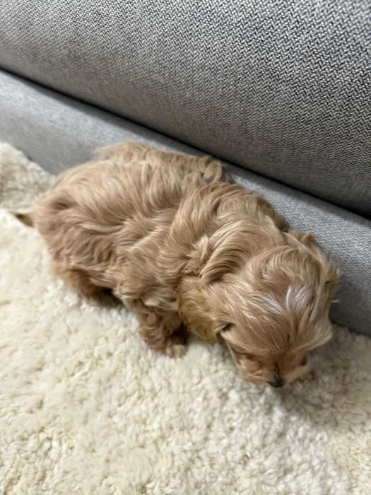 Maltipoo  mała sunia xs