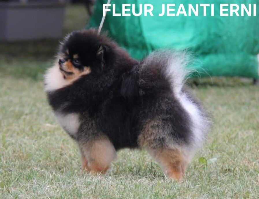 Pomeranian Szpic miniaturowy, ZKwP/FCI