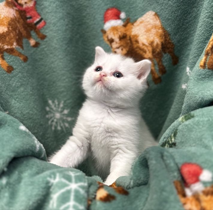 Kot Brytyjski (British Shorthair)