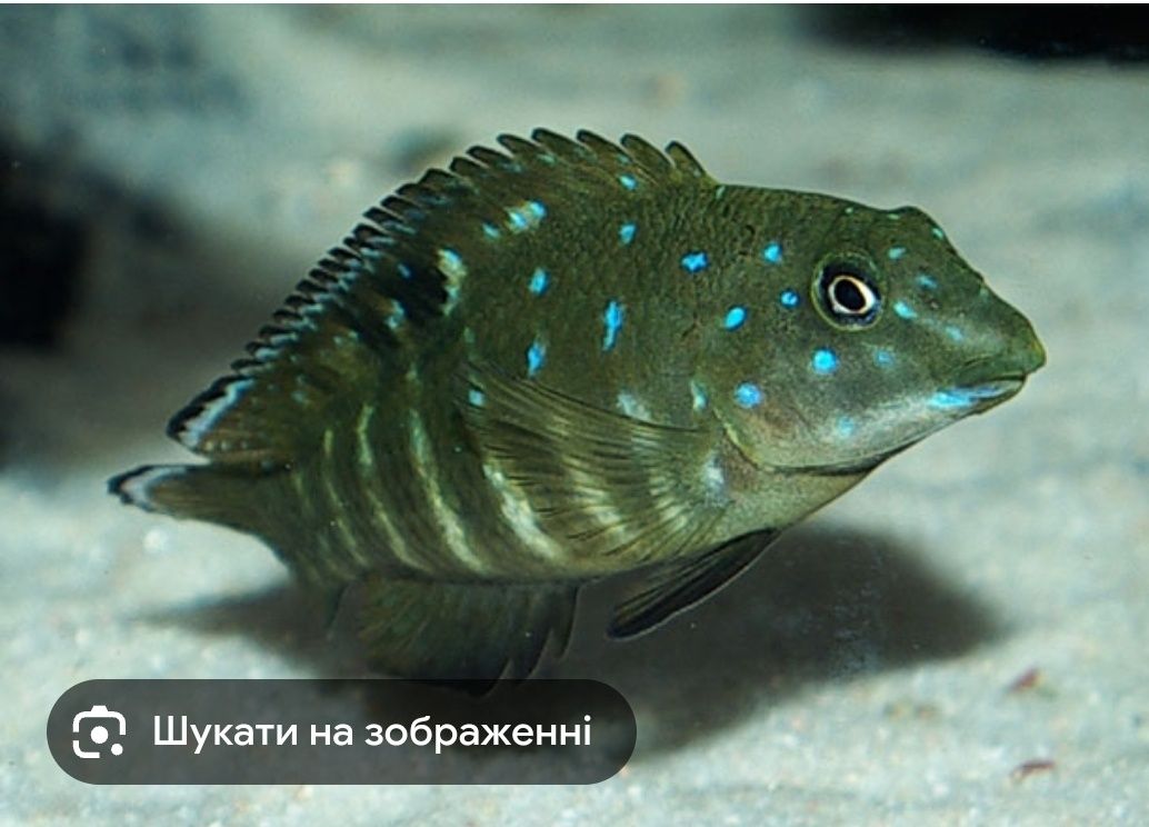 Танганіка Tropheus