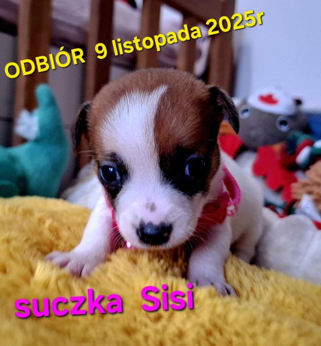 Malutka Sisi Jack JUŻ DO ODBIORU tata FCI RODZICEw  hodowli