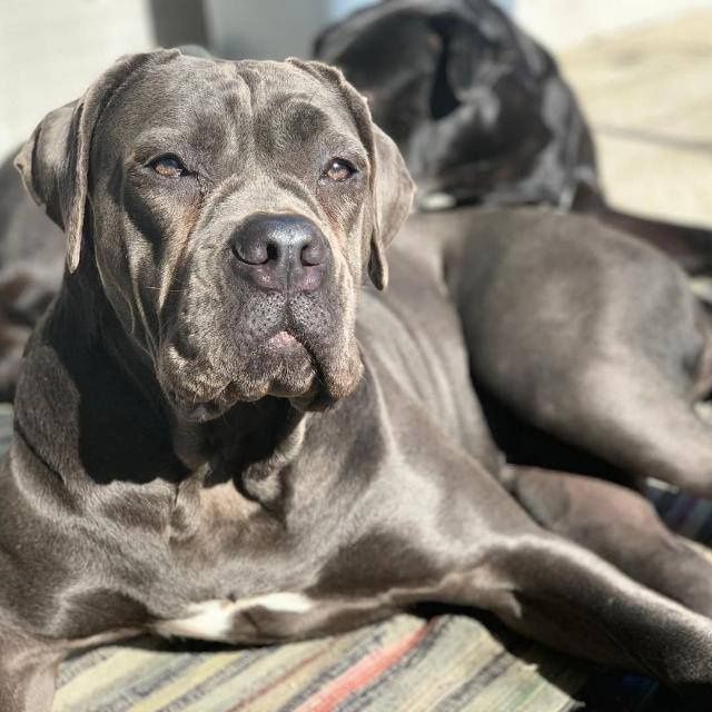Cane Corso Italiano