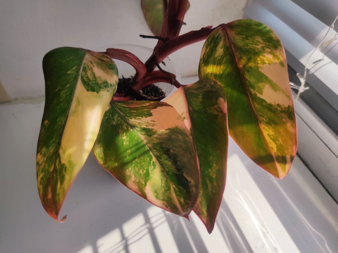 Philodendron Emerald red (Strawberry shake)/Филодендрон Емеральд ред