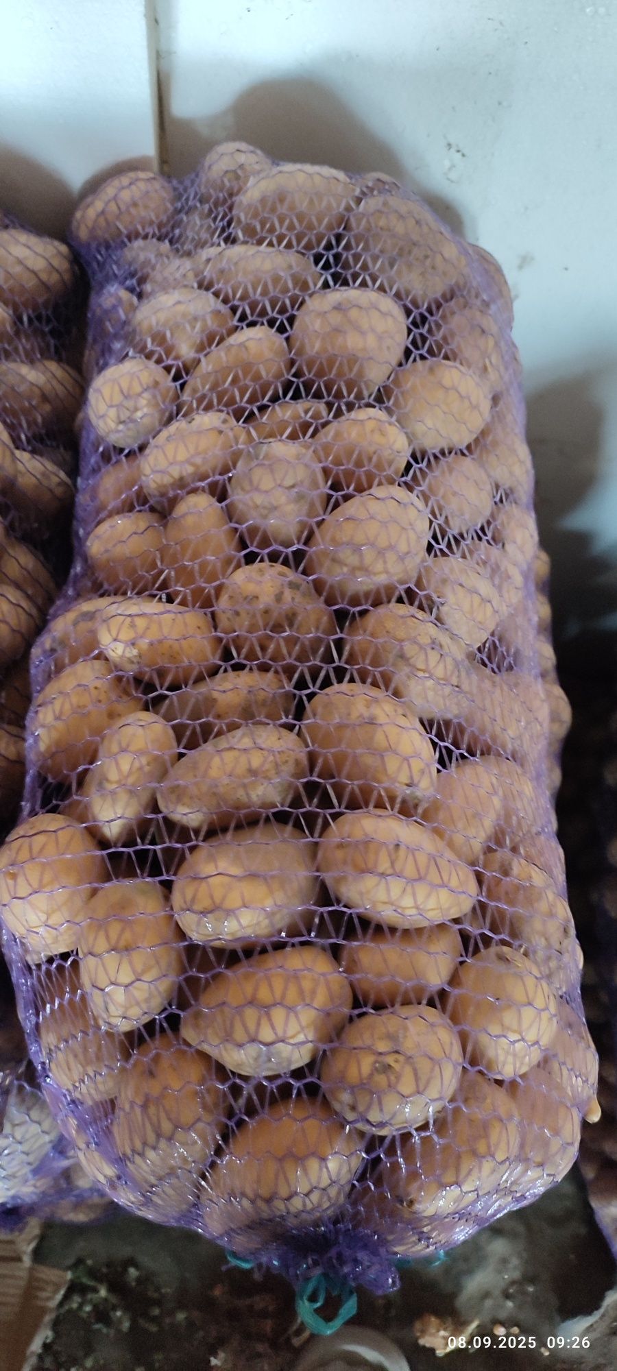 Продам картошку, картофель  сорт Коломбо.Домашняя бараболя.