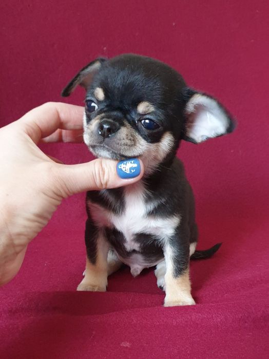 Малюк Чіхуахуа з розплідника BERHOF КСУ-FCI