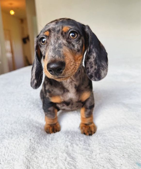 Teckel Femea Arlequim