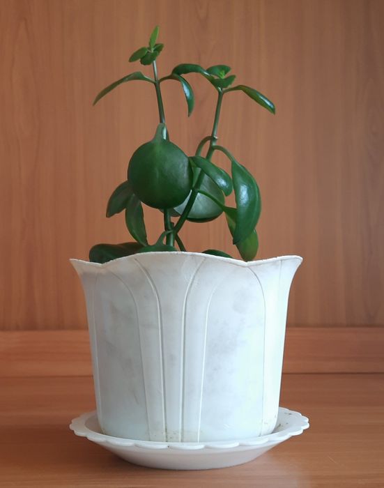 Коланхое Блоссфельда