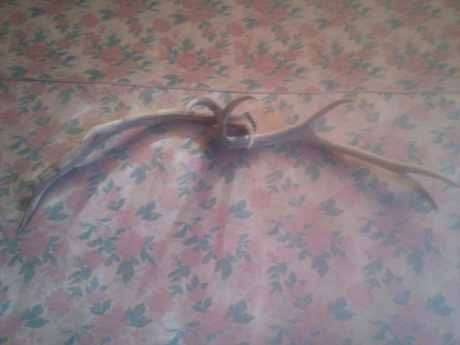 Продам рога оленя