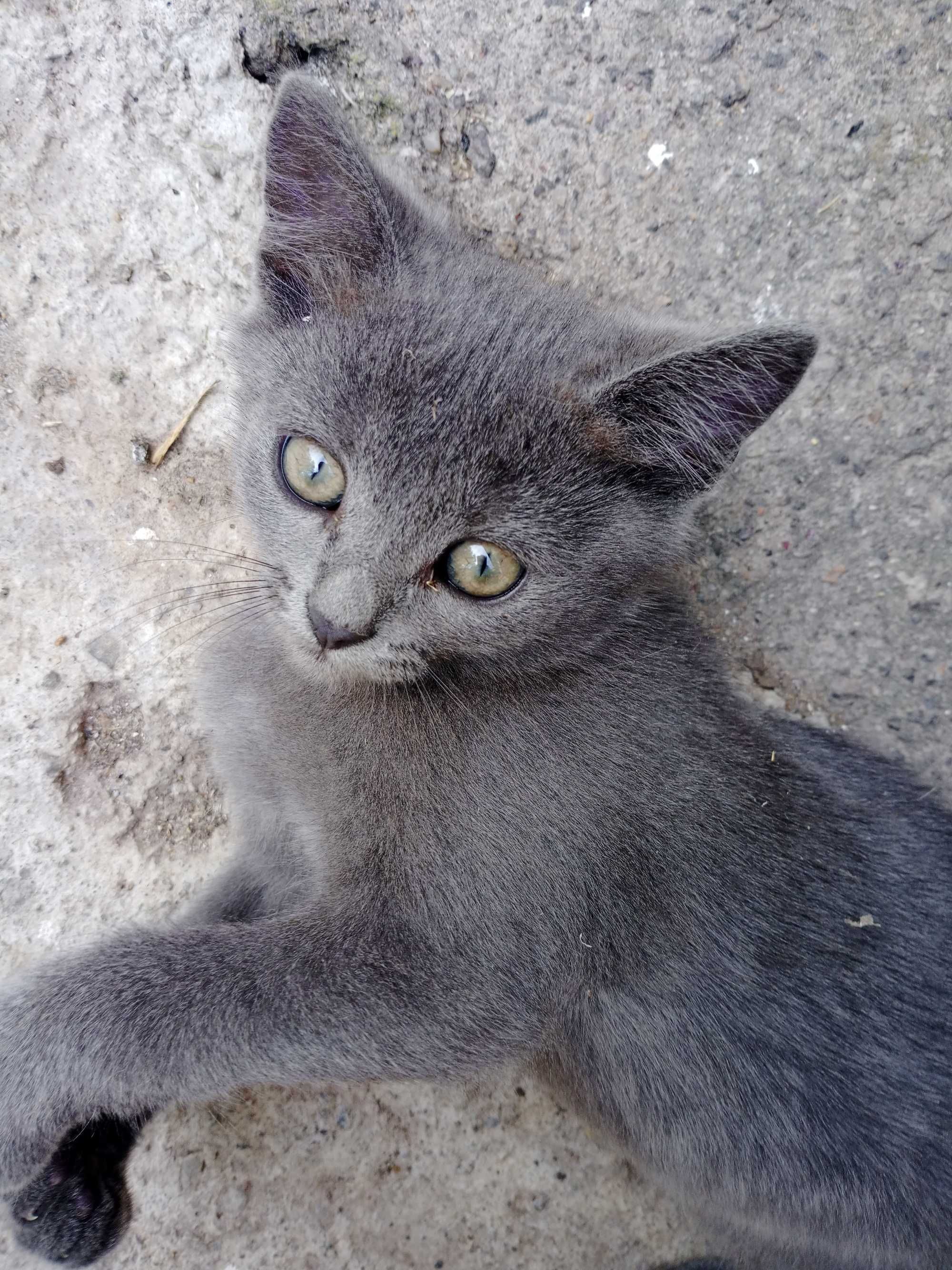 Кошенята безкоштовно