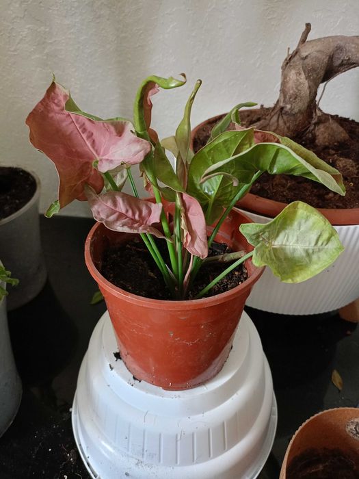 Сингониум розовый