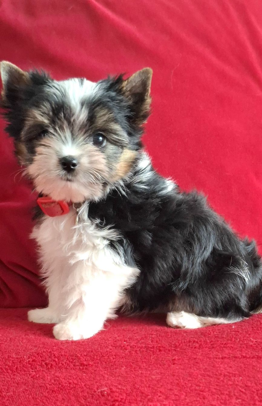 York Biewer Yorkshire Terrier  piesek rodowod pełny 4ro pokoleniowy
