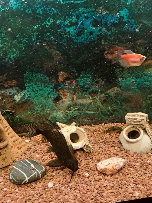 Продам акваріумні рибки