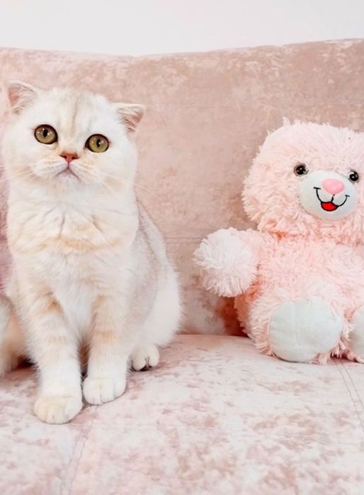 Чарівна крихітка Зеленоока Шотландочка