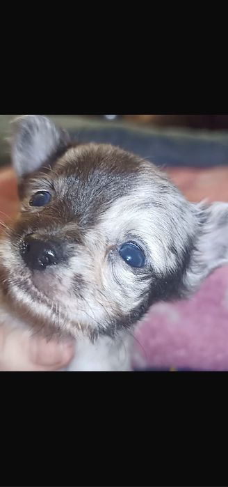 Чихуахуа Мерлюшный мини