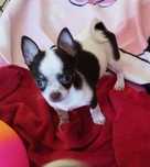 Chihuahua mini sunia