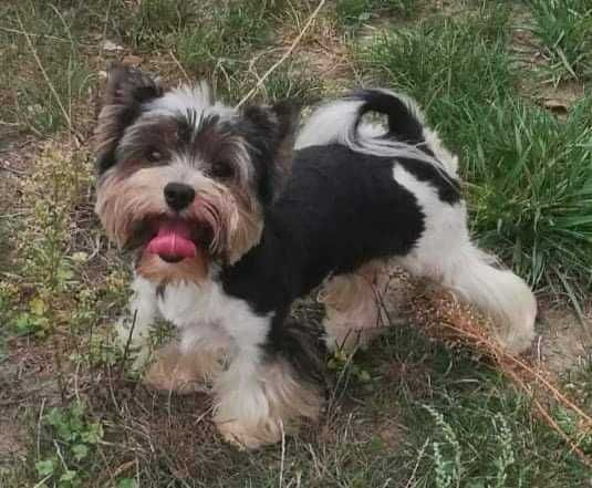 York Biewer - piękna malutka suczka po sprawdzonych przodkach.