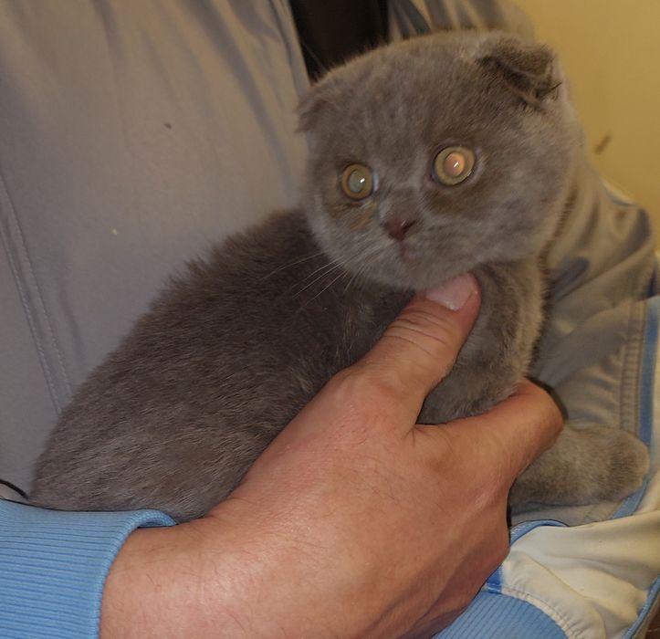 Шотландский вислоухий котёнок Мальчик.