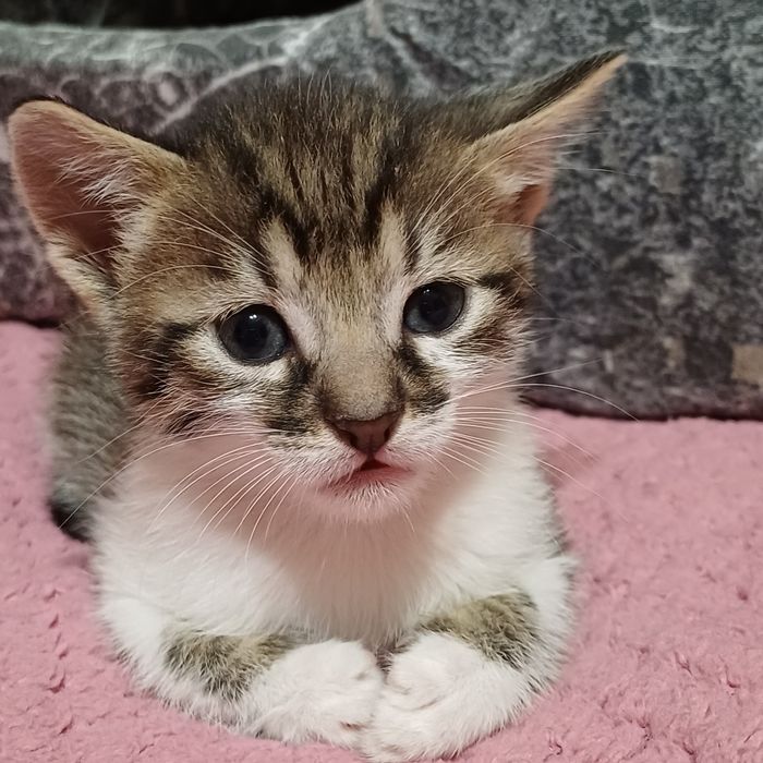 Котята шукають люблячу родину