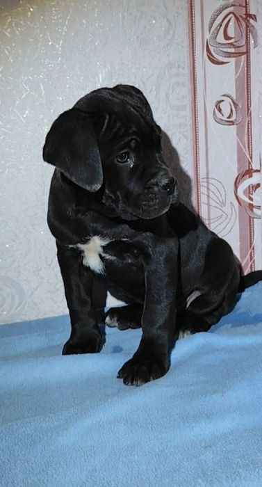 Кане-корсо. Дівчинка,Марфа,,