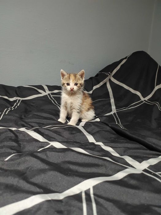 Oddam za darmo trzy małe kotki