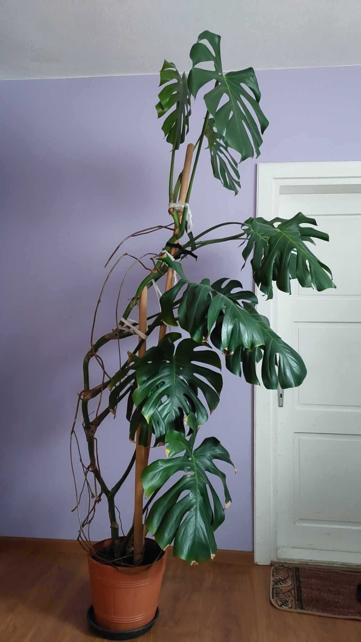 Monstera, wysokość  190 cm