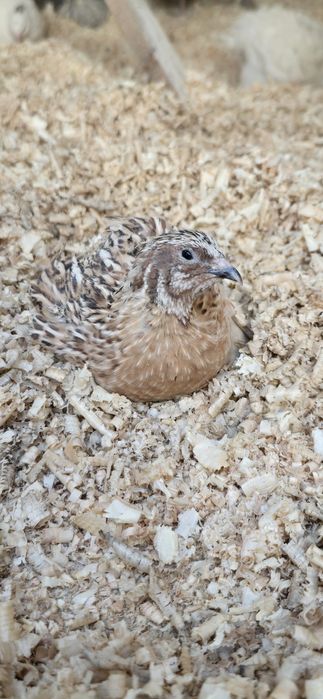 Jajka lęgowe przepiórek japońskich