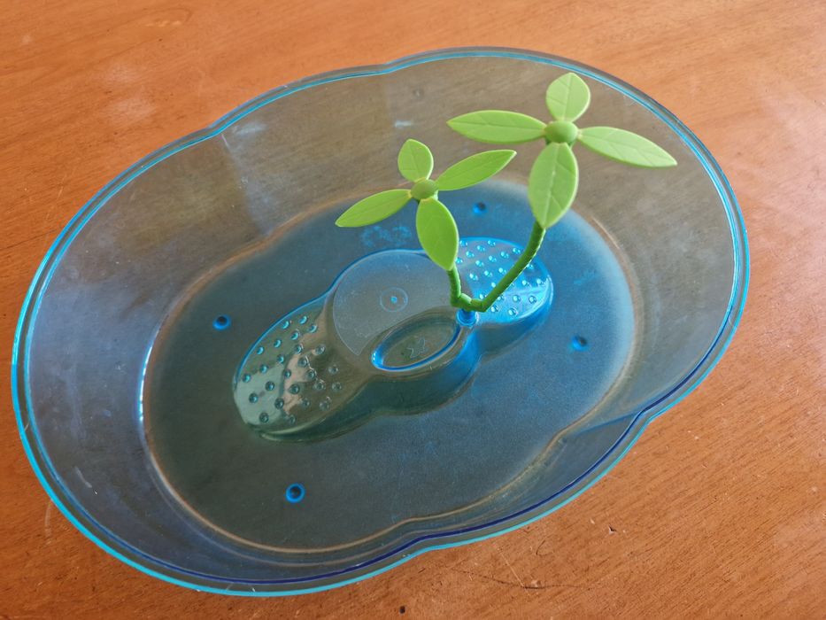 Tartarugueira Pequena