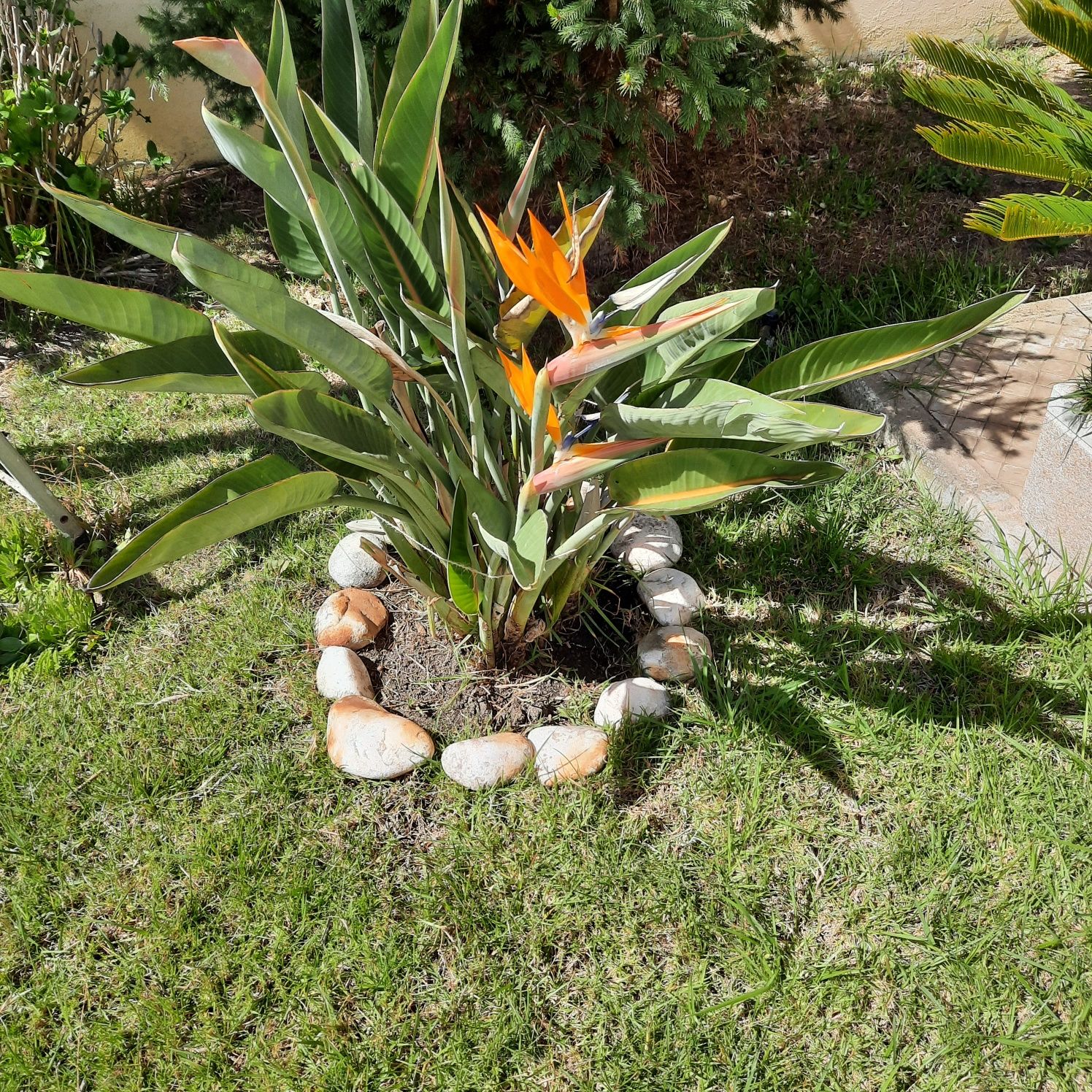 Transforme Seu Jardim! Serviços de Jardinagem com Qualidade  Dedicação