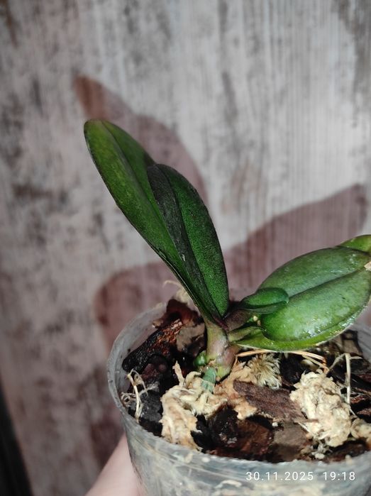 Орхидея фаленопсис Rotterdam Роттердам