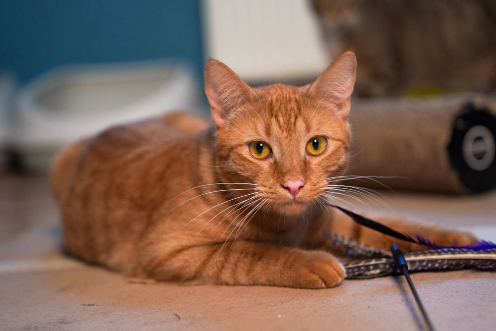 Pilnie dom dla pięknego Feliksa