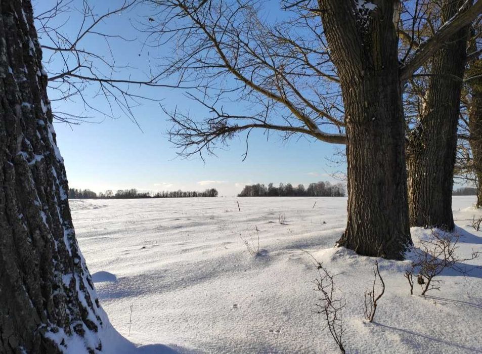 Topole na pniu - do ścinki we własnym zakresie