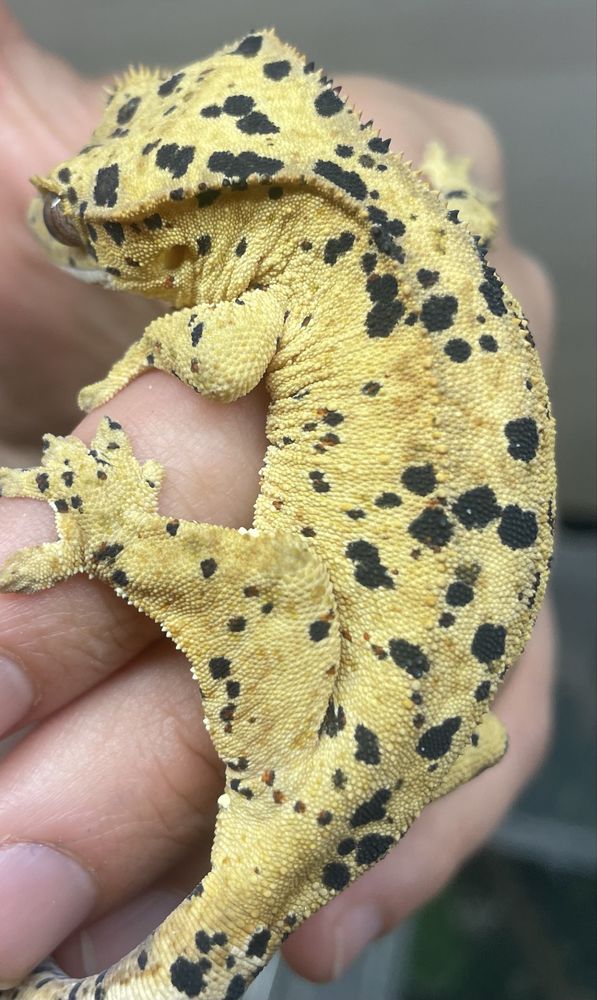 Gekon orzęsiony Superdalmatian Samica