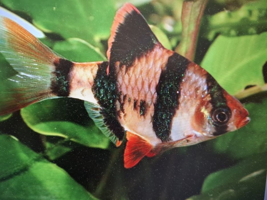 brzanka sumatrzańska