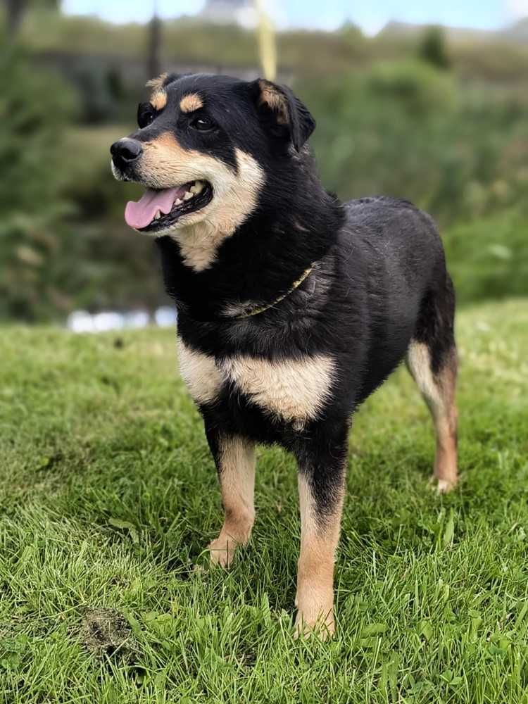 587193 Ramiś  do adopcji.