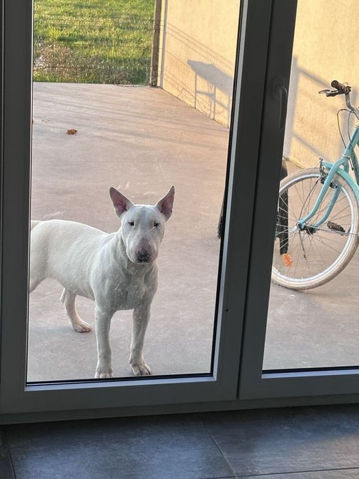 bull terrier macho