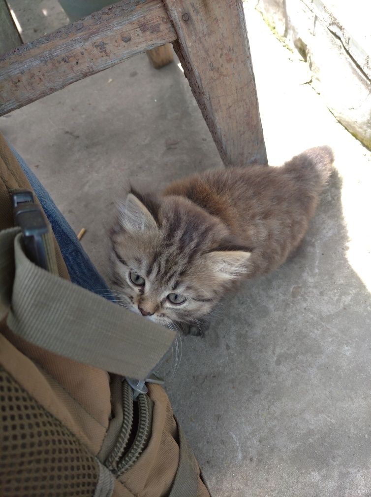 Котята в добрые руки