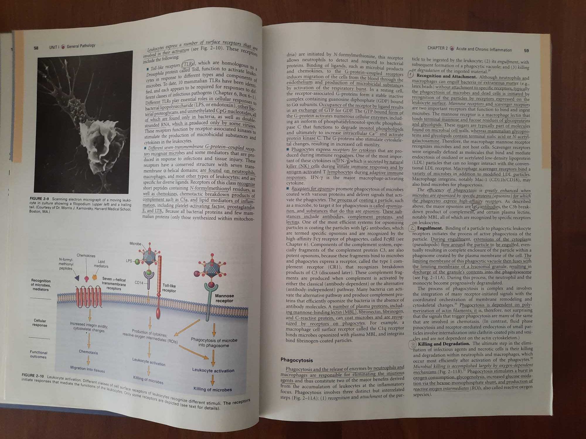Pathophysiologic Basis of Disease 7th edition - Livro Medicina