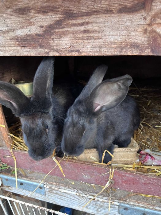 Młode króliki, urodzone w maju.