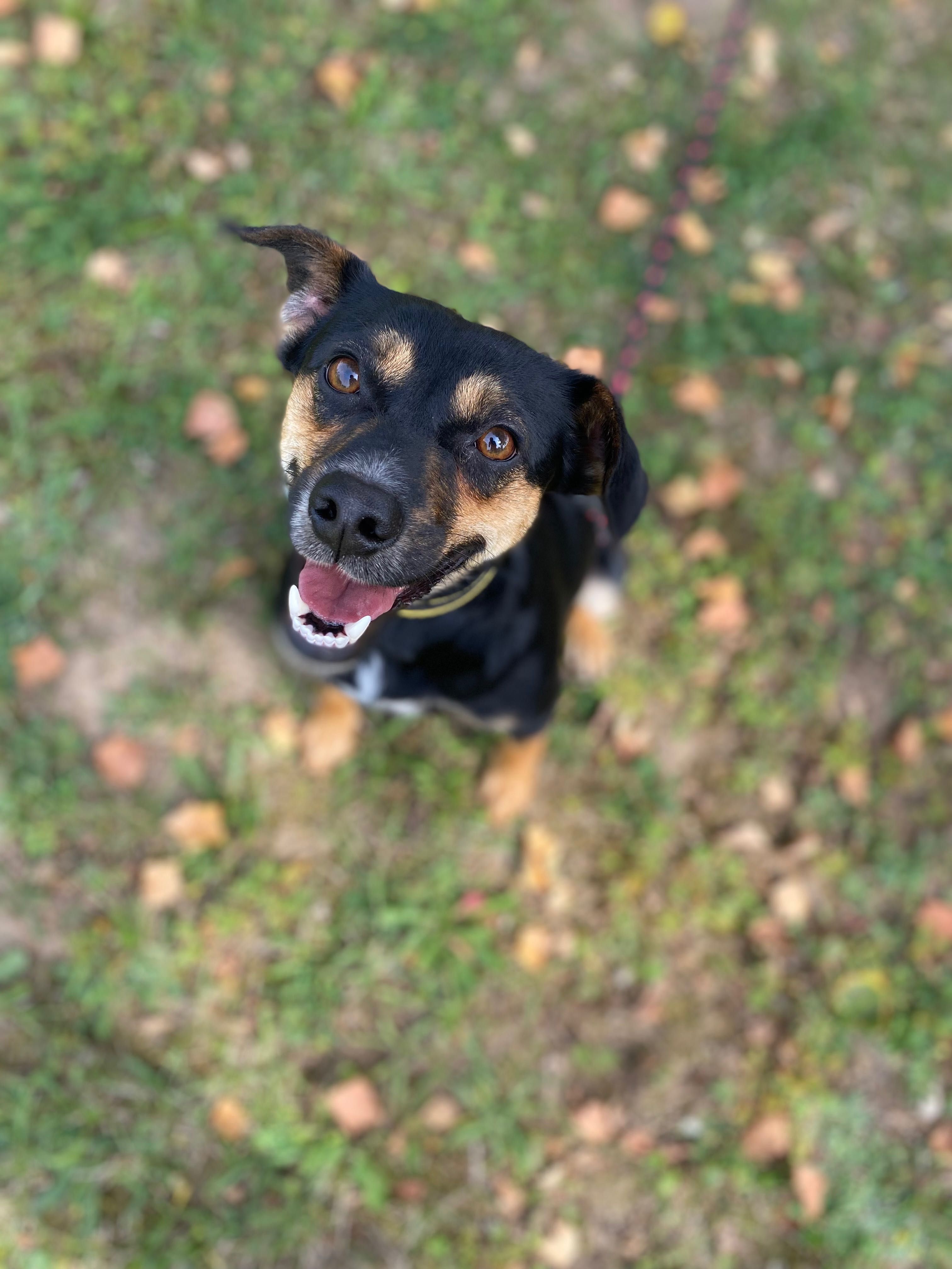 Rozsądny Kalwi poleca się do adopcji!