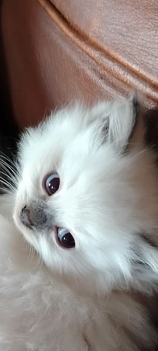 Śliczna kociczka ragdoll