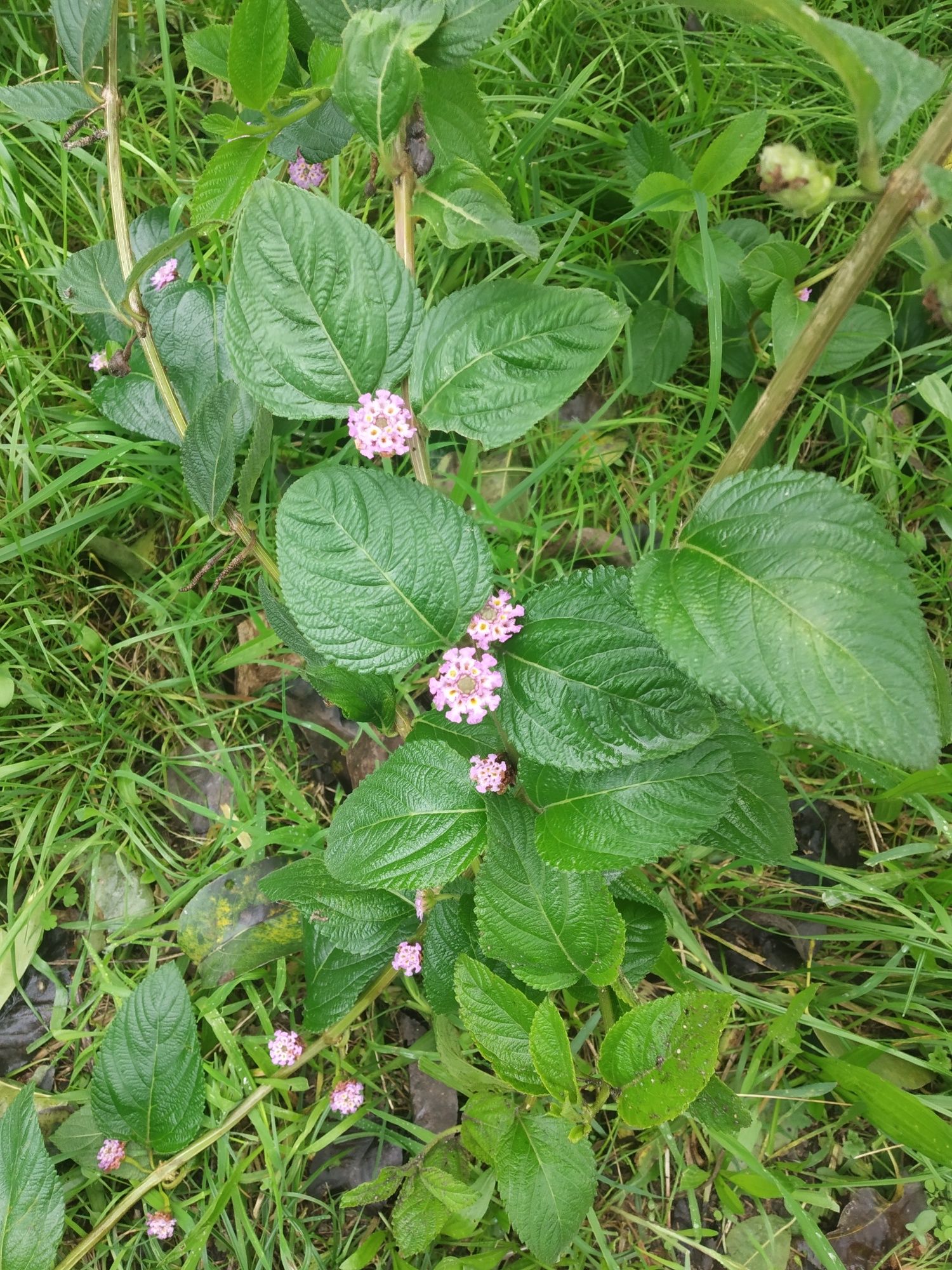 Plantas de cidreira brasileira.(Lippia alba)