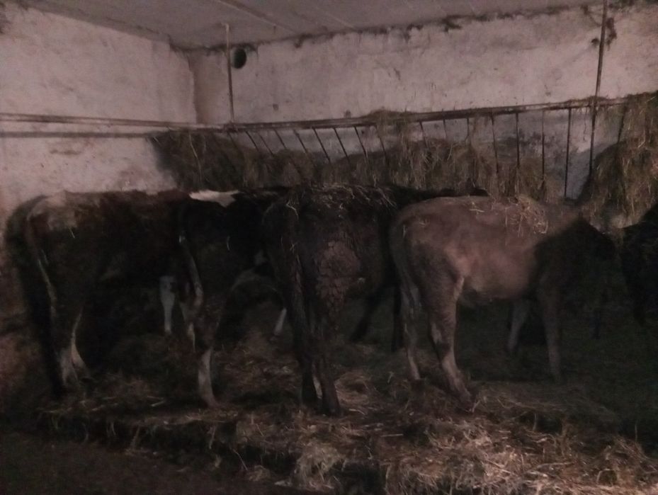 Sprzedam j 9 jałówek