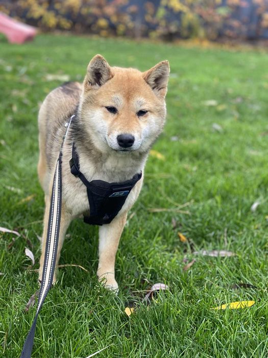 Shiba inu suczka