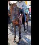 Cavalo cruzado lusitano
