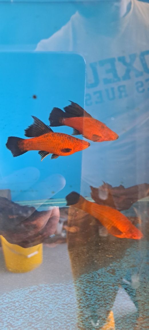 Narybek mieczyka 200 szt promocja wagtail delta ,koi  ,delta czerwona